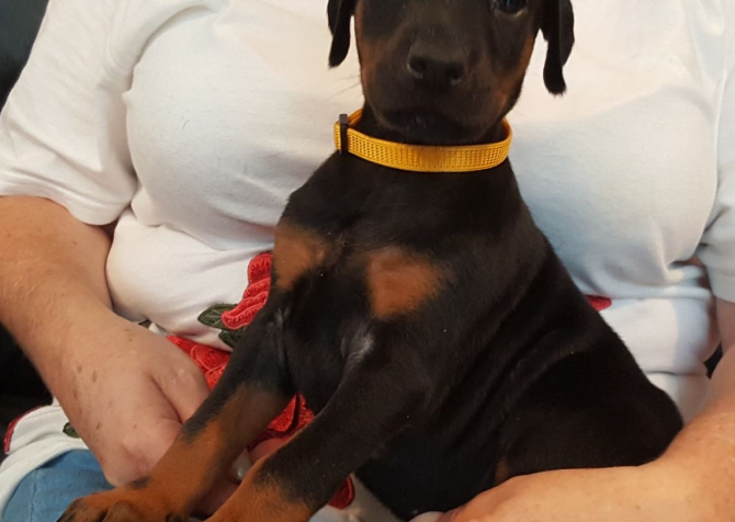 ÜST DÜZEY DOBERMAN YAVRULARI